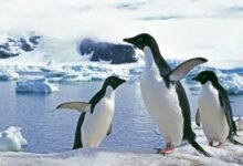 Desolador hallazgo en la Antártida: Descubren más de 500 pingüinos fallecidos