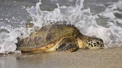 Inicia primer arribo de tortuga marina a Cozumel